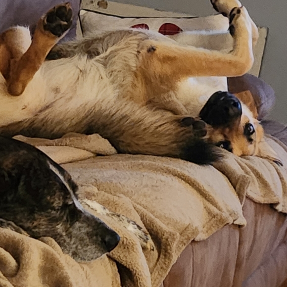 Meet your Posher, Pam. I WILL ACCEPT ANY REASOABLE OFFER - Picture 4 of 13